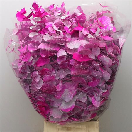 Eucalyptus Cinerea Dyed Cerise