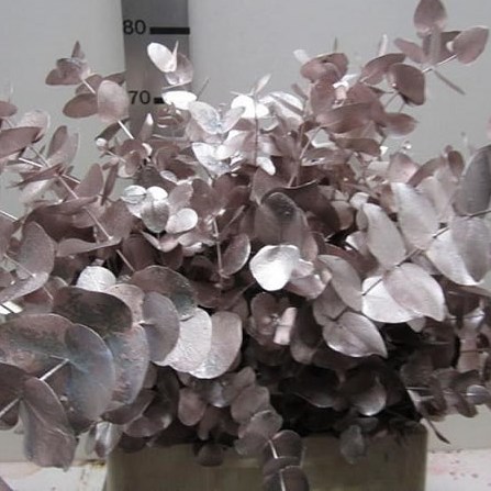 Eucalyptus Cinerea Dyed Champagne