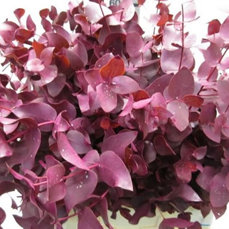 Eucalyptus Cinerea Dyed Dark Cerise