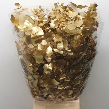 Eucalyptus Cinerea Dyed Gold