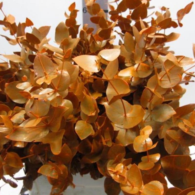 Eucalyptus Cinerea Dyed Orange