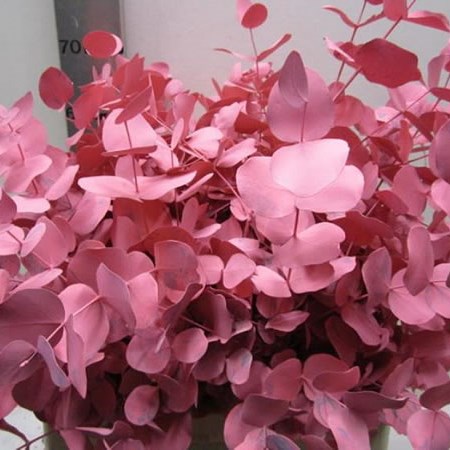 Eucalyptus Cinerea Dyed Pink