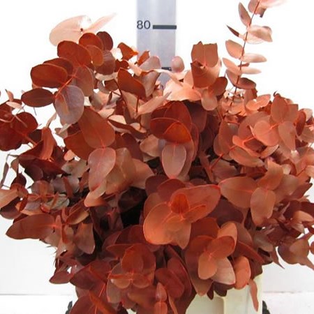 Eucalyptus Cinerea Dyed Red