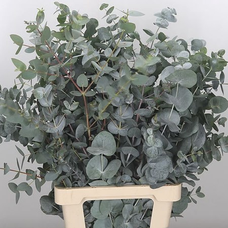 Eucalyptus Cinerea (Extra)