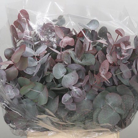Eucalyptus Cinerea Red (Short)