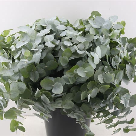 Eucalyptus Cinerea (Short)