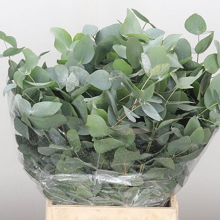 Eucalyptus Cinerea (Short)