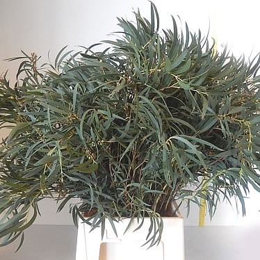Eucalyptus Nicholii (Italy)