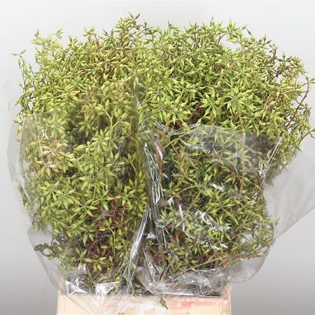 Eucalyptus Exotica Berry