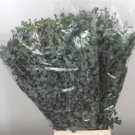 Eucalyptus Gunni
