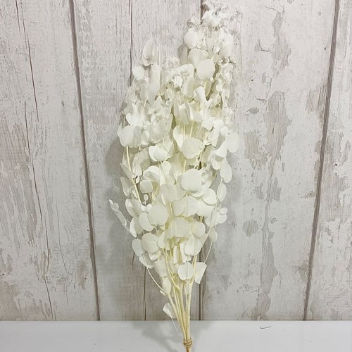 Eucalyptus Populus Bleached 50cm | Wholesale Dutch Flowers Direct ...