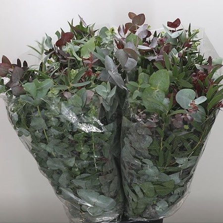 Eucalyptus Mixed Extra 70cm | Wholesale Dutch Flowers & Florist Supplies UK