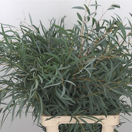 Eucalyptus Nicholii