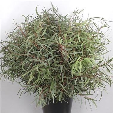 Eucalyptus Nicholii