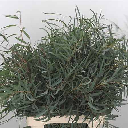 Eucalyptus Nicholii (Extra)