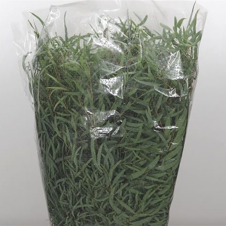 Eucalyptus Nicholii (Extra)