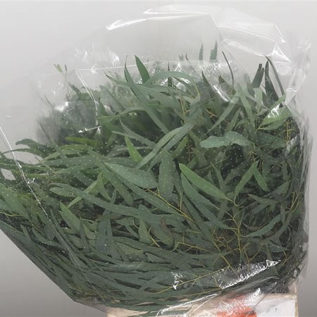 Eucalyptus Nicholii (Short)