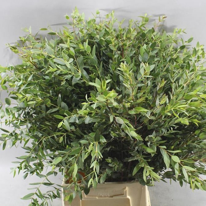 Eucalyptus Parvifolia