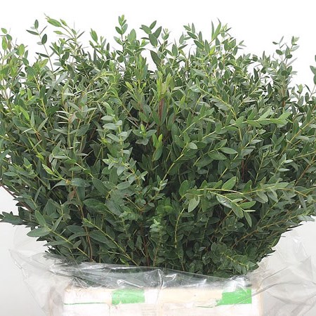 Eucalyptus Parvifolia
