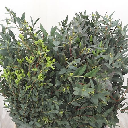 Eucalyptus Parvifolia