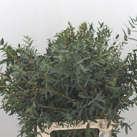 Eucalyptus Parvifolia