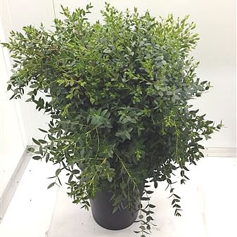 Eucalyptus Parvifolia (Extra)
