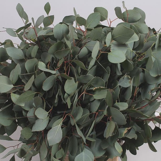 Eucalyptus Populus  (TRI)
