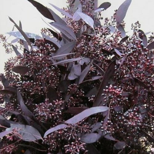 Eucalyptus Populus Berries Dyed Aubergine