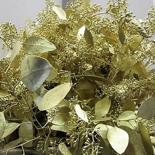 Eucalyptus Populus Berries Dyed Gold