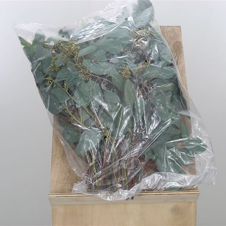 Eucalyptus Populus + Berries (Short Bagged)