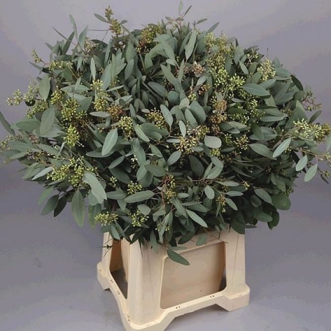 Eucalyptus Populus + Berries