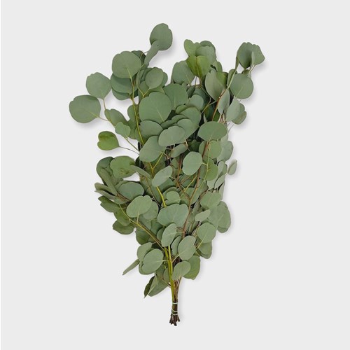 Eucalyptus Populus with Berries | Wholesale Flowers & Florist Supplies UK