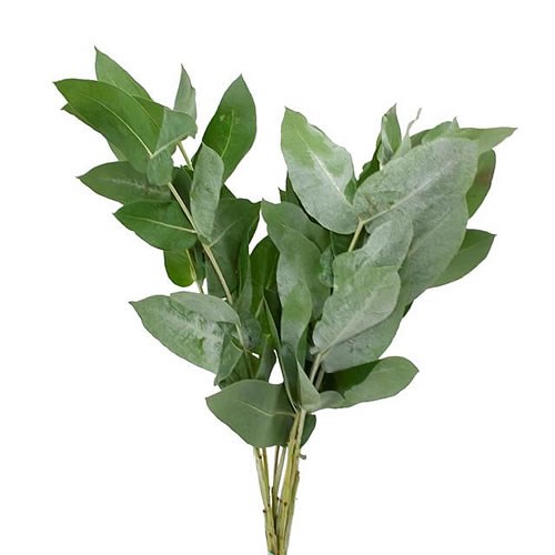 Eucalyptus Robusta
