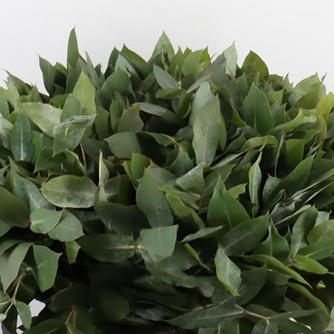 Eucalyptus Robusta