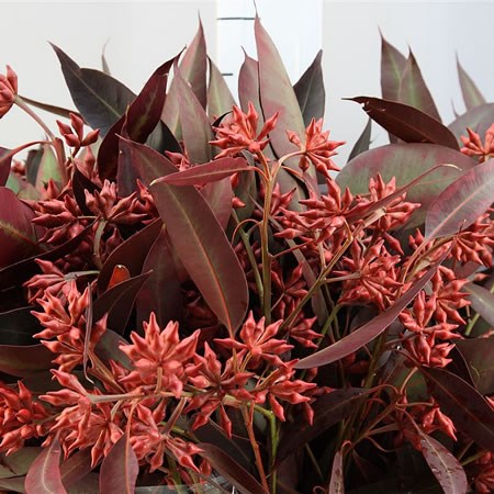 Eucalyptus Robusta Dyed Red