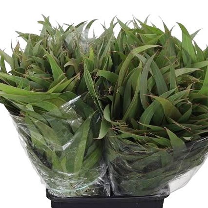 Eucalyptus Robusta Victoria