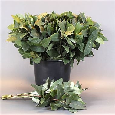 Eucalyptus Robusta (short)