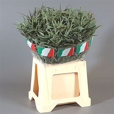 Eucalyptus Nicholii 150gm (short)