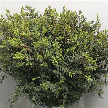 Eucalyptus Parvifolia (tri)