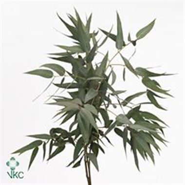 Eucalyptus pauciflora 200gm