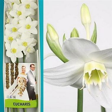 Eucharis Lily Grandiflora