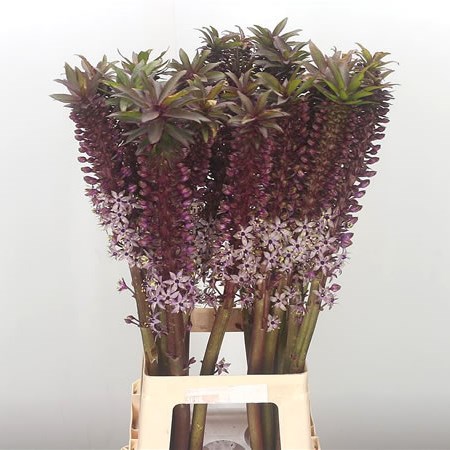 Eucomis Aloha Lily Waikiki
