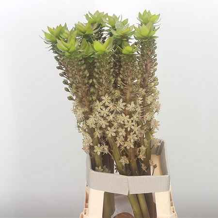 Eucomis Champagne