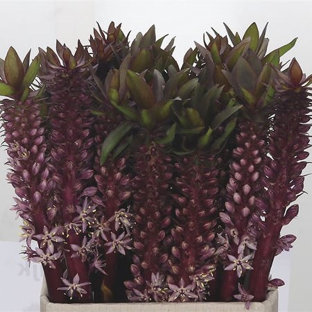 Eucomis Dark Pink