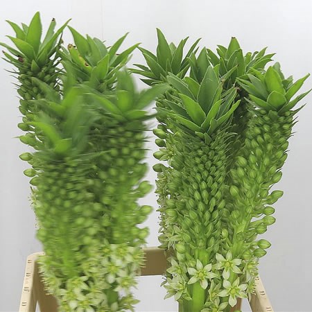 Eucomis Green/White (Extra)