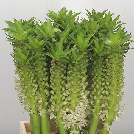 Eucomis White