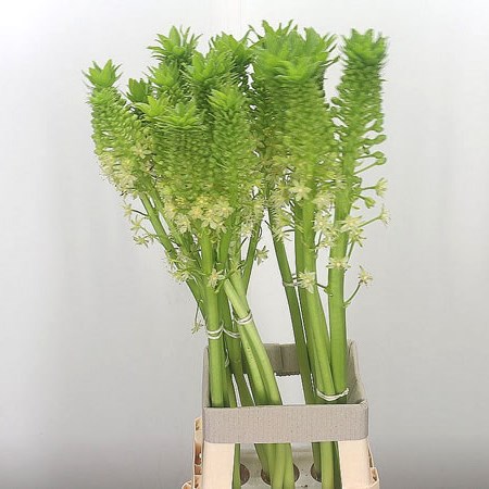 Eucomis White Goliath (Extra)