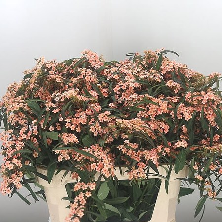 Euphorbia Fire King