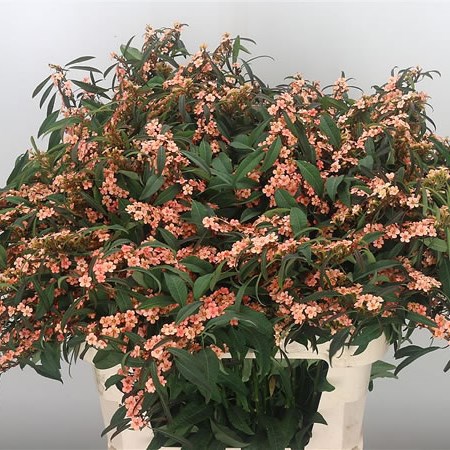 Euphorbia Fire King