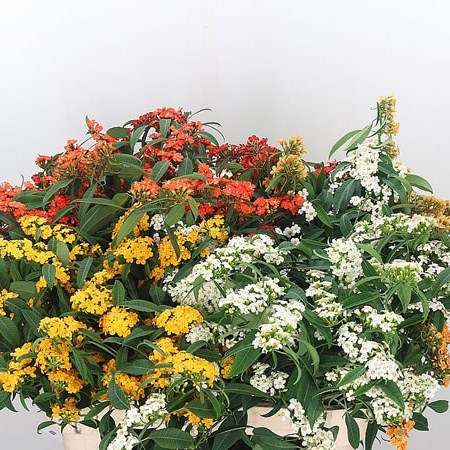 Euphorbia Fulgens Mix